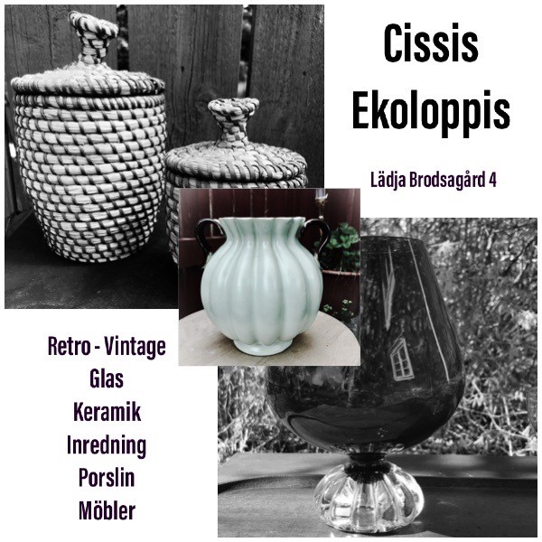Cissis loppis